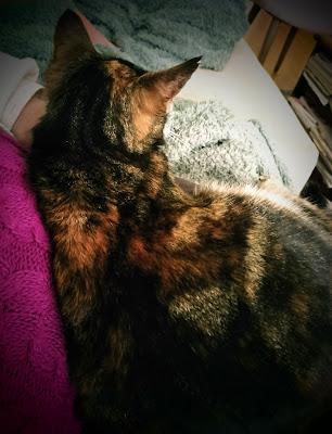 Un gato en el regazo Un gato en el regazo