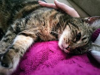 Un gato en el regazo Un gato en el regazo