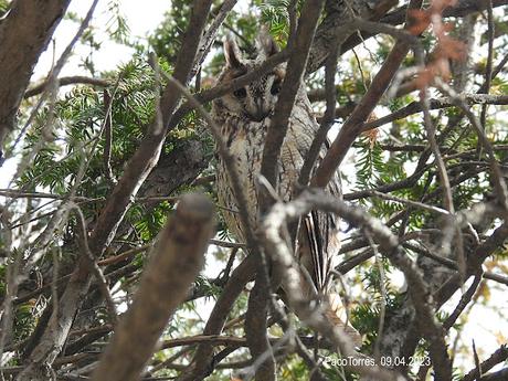 Dos buho chico