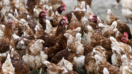 Un hombre es enviado a prisión por asustar hasta la muerte a miles de pollos