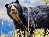 #ANIMALES: Avistan #oso frontino #Lara: especie está peligro extinción (+VIDEO) #VENEZUELA