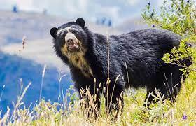 #ANIMALES:  Avistan un #oso frontino en #Lara: La especie está en peligro de extinción (+VIDEO)  | #VENEZUELA