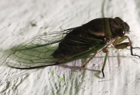 #Abril, temporada de las chicharras en #Venezuela #Abril, temporada de las chicharras en #Venezuela