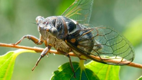 #Abril, temporada de las chicharras en #Venezuela #Abril, temporada de las chicharras en #Venezuela