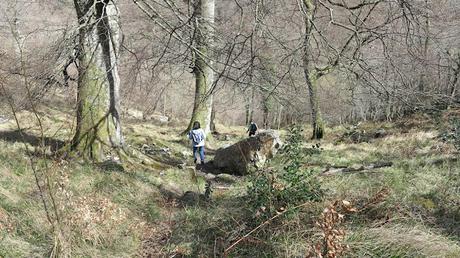 Cabeza Pandescura y Foz del Casaño por la Canal de la Llucia