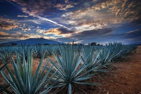 EL TEQUILA, LA LEYENDA ESPIRITUOSA