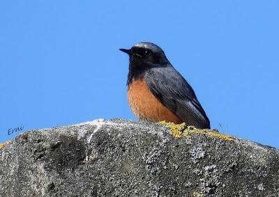 TERRITORIO DE PICAMADEROS NEGRO EN PELIGRO