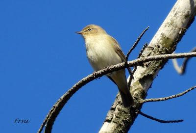 TERRITORIO DE PICAMADEROS NEGRO EN PELIGRO