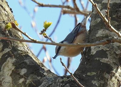 TERRITORIO DE PICAMADEROS NEGRO EN PELIGRO