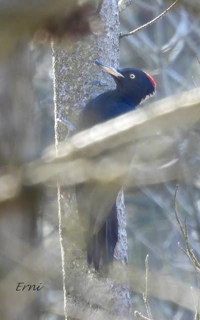 TERRITORIO DE PICAMADEROS NEGRO EN PELIGRO