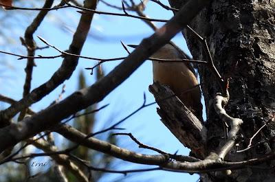TERRITORIO DE PICAMADEROS NEGRO EN PELIGRO