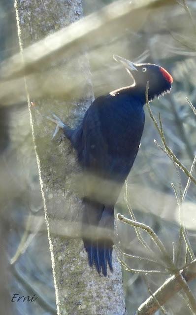 TERRITORIO DE PICAMADEROS NEGRO EN PELIGRO