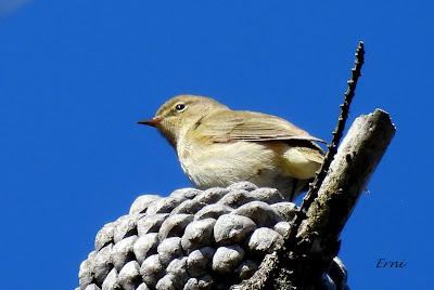 TERRITORIO DE PICAMADEROS NEGRO EN PELIGRO
