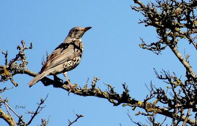TERRITORIO DE PICAMADEROS NEGRO EN PELIGRO