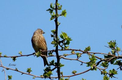 TERRITORIO DE PICAMADEROS NEGRO EN PELIGRO