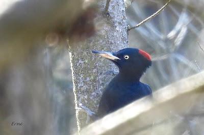 TERRITORIO DE PICAMADEROS NEGRO EN PELIGRO