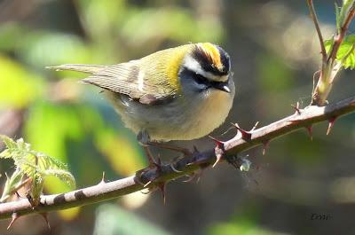 TERRITORIO DE PICAMADEROS NEGRO EN PELIGRO