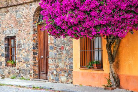 Buganvillas en el casco histórico de Colonia del Sacramento, Uruguay