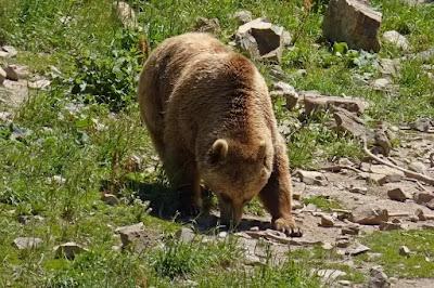 Catalunya recupera siete especies de animales en peligro de extinción o vulnerables.