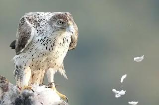 Catalunya recupera siete especies de animales en peligro de extinción o vulnerables.