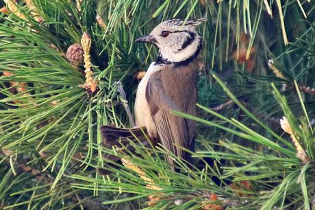 Herrerillo capuchino en los pinos