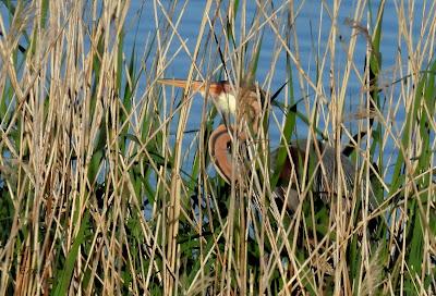 GARZA IMPERIAL, CERCETA CARRETONA... PRÓXIMO OBJETIVO: BISBITA ARBÓREO