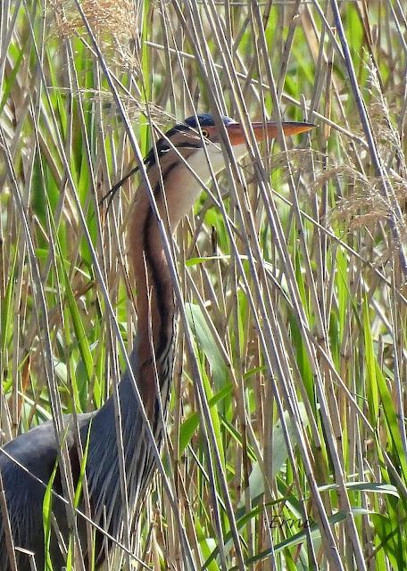 GARZA IMPERIAL, CERCETA CARRETONA... PRÓXIMO OBJETIVO: BISBITA ARBÓREO