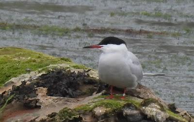 GARZA IMPERIAL, CERCETA CARRETONA... PRÓXIMO OBJETIVO: BISBITA ARBÓREO