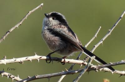 GARZA IMPERIAL, CERCETA CARRETONA... PRÓXIMO OBJETIVO: BISBITA ARBÓREO