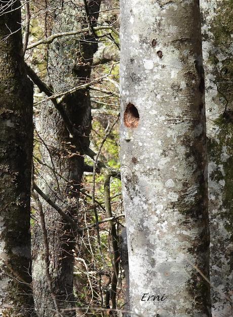 GARZA IMPERIAL, CERCETA CARRETONA... PRÓXIMO OBJETIVO: BISBITA ARBÓREO