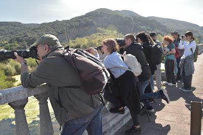 GARZA IMPERIAL, CERCETA CARRETONA... PRÓXIMO OBJETIVO: BISBITA ARBÓREO