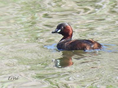 GARZA IMPERIAL, CERCETA CARRETONA... PRÓXIMO OBJETIVO: BISBITA ARBÓREO
