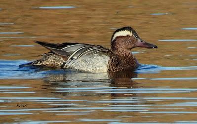 GARZA IMPERIAL, CERCETA CARRETONA... PRÓXIMO OBJETIVO: BISBITA ARBÓREO