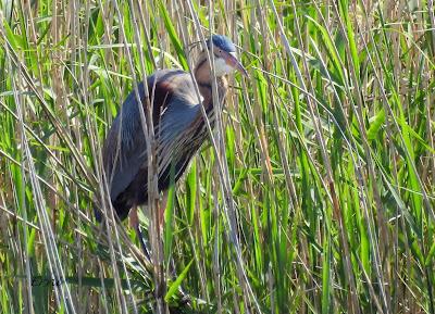 GARZA IMPERIAL, CERCETA CARRETONA... PRÓXIMO OBJETIVO: BISBITA ARBÓREO