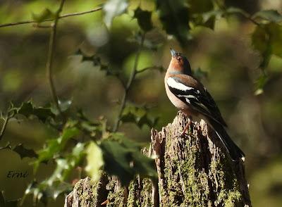 GARZA IMPERIAL, CERCETA CARRETONA... PRÓXIMO OBJETIVO: BISBITA ARBÓREO
