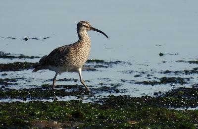 GARZA IMPERIAL, CERCETA CARRETONA... PRÓXIMO OBJETIVO: BISBITA ARBÓREO