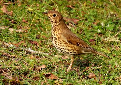 GARZA IMPERIAL, CERCETA CARRETONA... PRÓXIMO OBJETIVO: BISBITA ARBÓREO