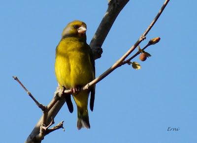 GARZA IMPERIAL, CERCETA CARRETONA... PRÓXIMO OBJETIVO: BISBITA ARBÓREO
