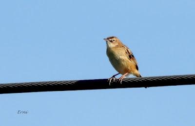 GARZA IMPERIAL, CERCETA CARRETONA... PRÓXIMO OBJETIVO: BISBITA ARBÓREO
