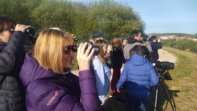 GARZA IMPERIAL, CERCETA CARRETONA... PRÓXIMO OBJETIVO: BISBITA ARBÓREO