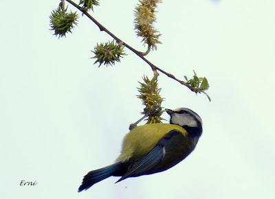 GARZA IMPERIAL, CERCETA CARRETONA... PRÓXIMO OBJETIVO: BISBITA ARBÓREO
