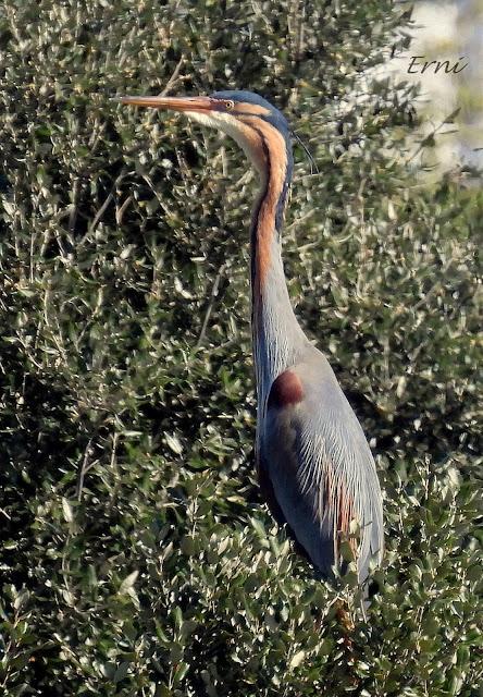 GARZA IMPERIAL, CERCETA CARRETONA... PRÓXIMO OBJETIVO: BISBITA ARBÓREO