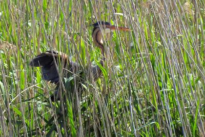 GARZA IMPERIAL, CERCETA CARRETONA... PRÓXIMO OBJETIVO: BISBITA ARBÓREO