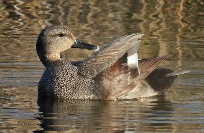 GARZA IMPERIAL, CERCETA CARRETONA... PRÓXIMO OBJETIVO: BISBITA ARBÓREO