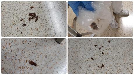 Centro de Urgencias en Santa Coloma de Gramenet afectado por plaga de cucarachas Centro de Urgencias en Santa Coloma de Gramenet afectado por plaga de cucarachas