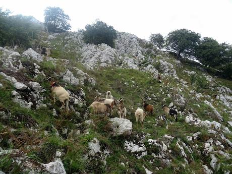 San Roque l´Acebal-La Cuesta´l Caballu-La Cabeza Torbina