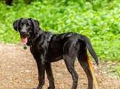 España países europeos animales abandonados.