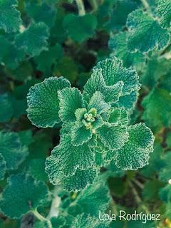 Marrubio, Marrubium Vulgare (Familia Lamiaceae)