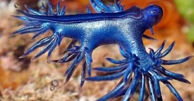 La IIª República española. Monarquía o República… Y músicos de bandas, protestado en la Comunidad de Madrid.