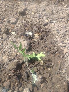 Tomates, ya es fecha